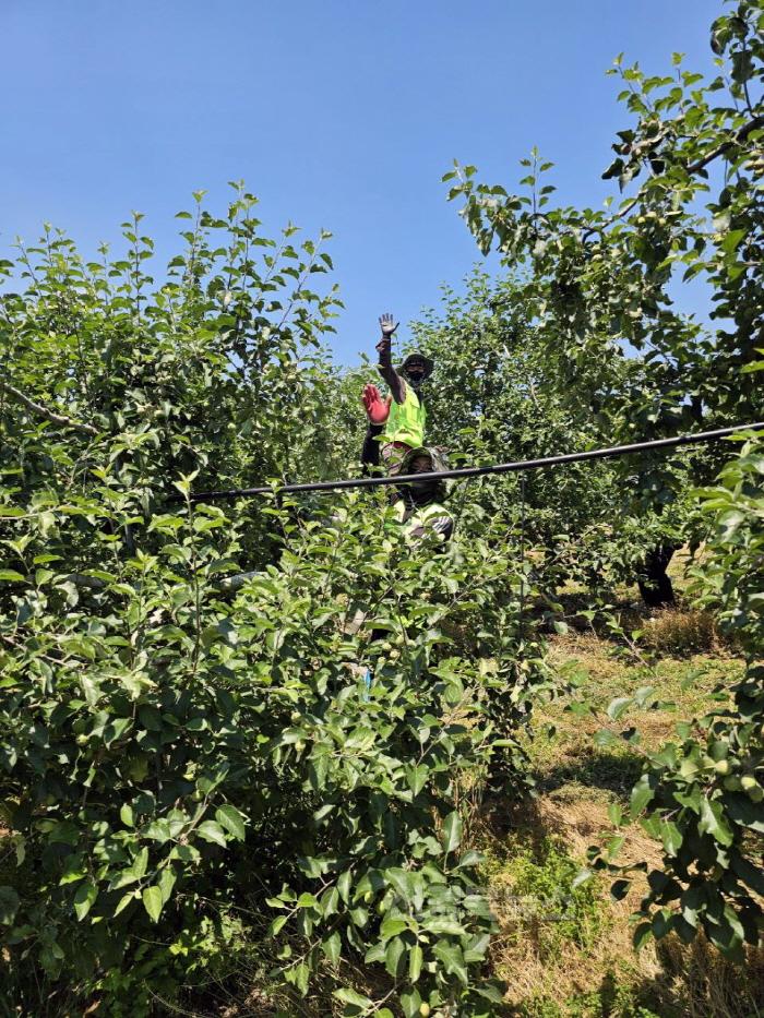 [크기변환]0701 안동시 공공형 외국인 계절근로사업  지역 농가에 큰 힘 (2).jpg