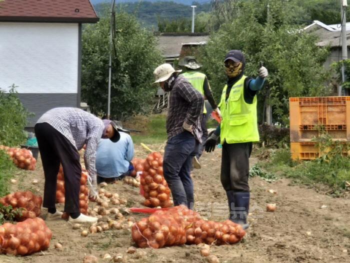 [크기변환]0701 안동시 공공형 외국인 계절근로사업  지역 농가에 큰 힘 (3).jpg