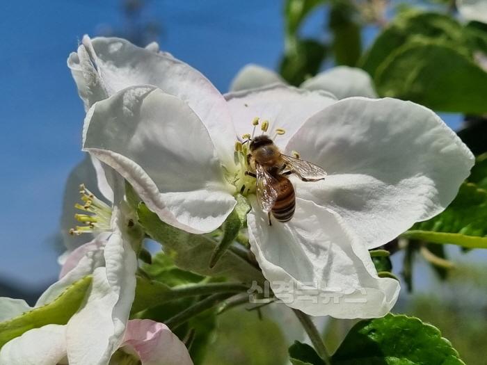 [크기변환]수분활동_중인_꿀벌.jpg