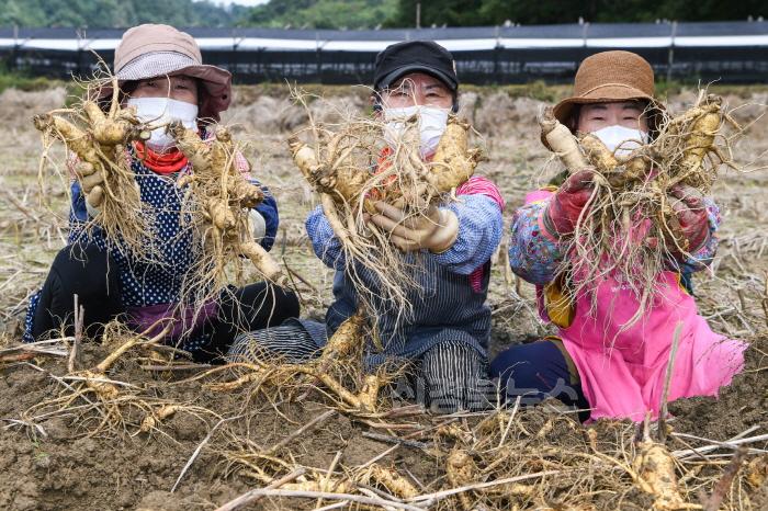 [크기변환]영주-1-1(참고사진) 농민들이 갓 캐낸 풍기인삼을 들어보이고 있다.jpg
