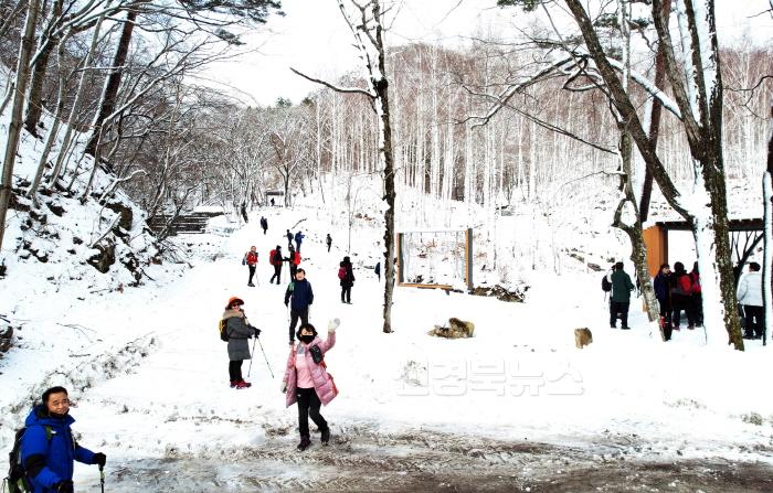 [크기변환]1-2 사진(미리 만나보는 겨울왕국, 영양 자작나무숲).jpg