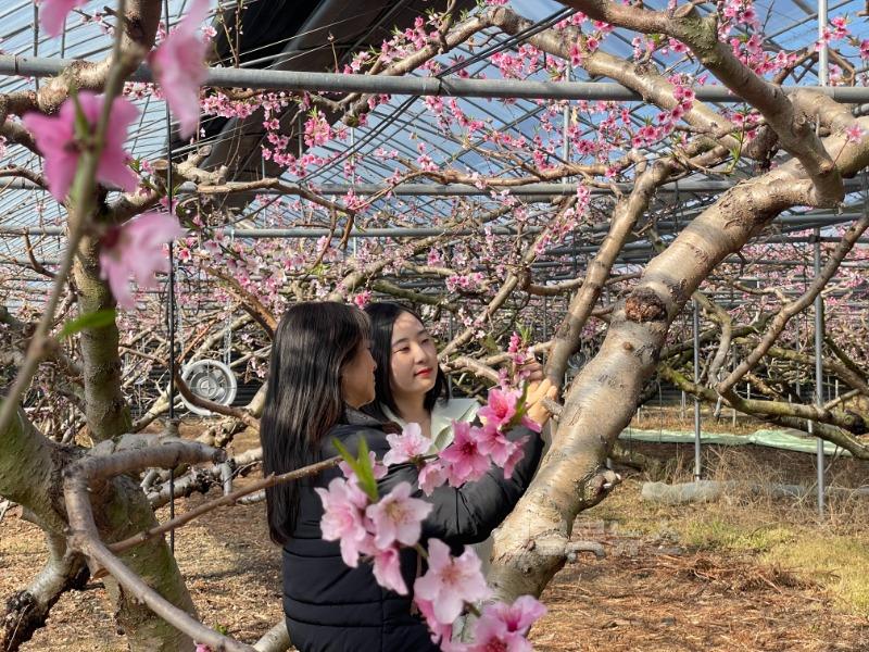 [경산시보도자료]경산 복숭아 하우스, 봄을 알리는 첫 꽃망울 터뜨려(2).jpg