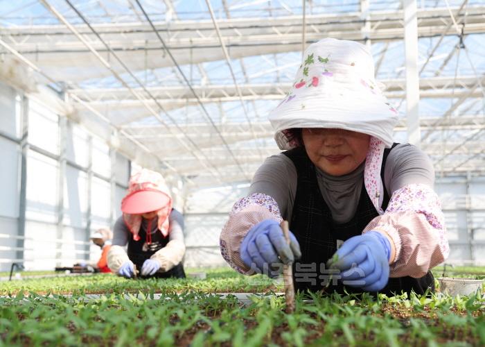 [크기변환]1-3 사진(전국최고 영양고추, 시작을 알린다).jpg