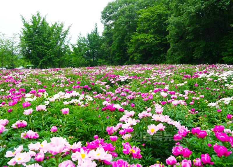 8 [사진] 작약꽃 물결 속으로… 영천 작약꽃 나들이 열기 ‘후끈’ (4).jpg