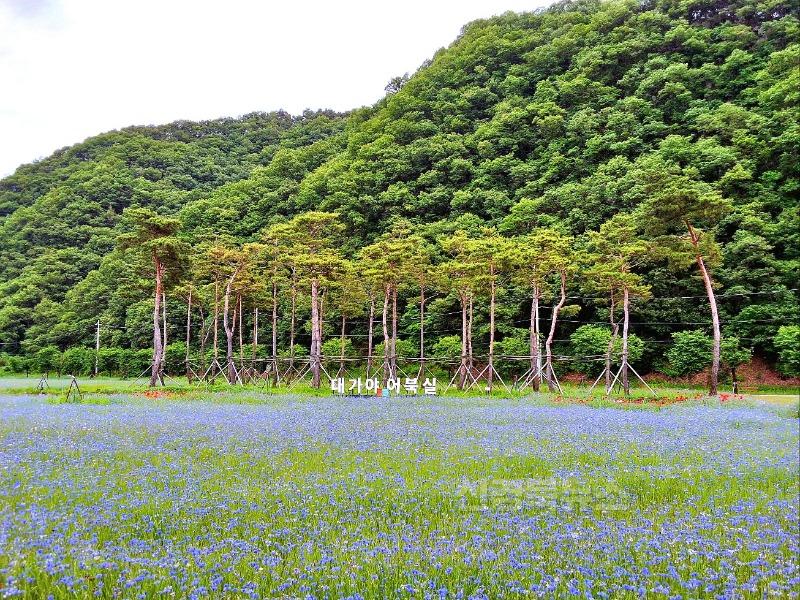 05.26-4 보도자료(어북실, 고령의 새로운 명소로 떠오르다)(1).jpg