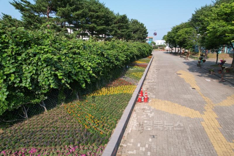 왕피천공원 여름꽃으로 화사하게 새단장4.jpeg