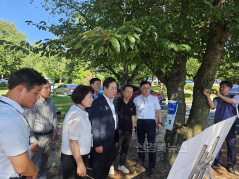 2-2. 경주시, APEC 정상회의 대비 가로수 보호 나서(2).jpg