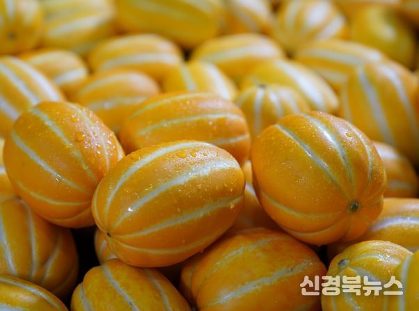 대한민국 참외산업의 중심, 성주군 3년 연속 6천억원 돌파