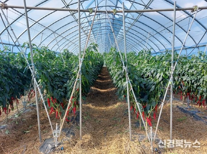 경북도, 다홍빛 물든 영양 고추특구,