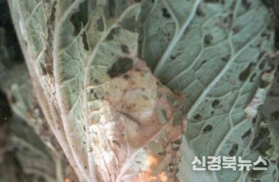가을배추·무 병해충 방제,