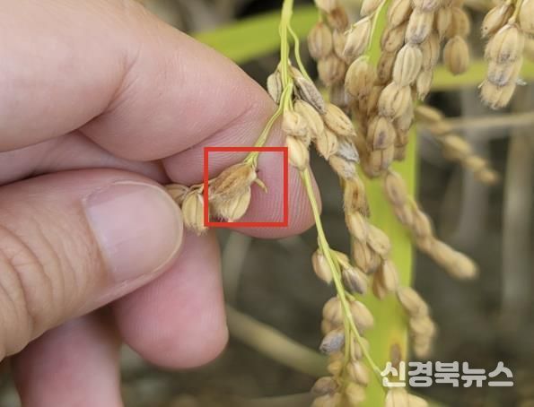 상주시, 벼 수발아 피해 농가 적기수확 당부