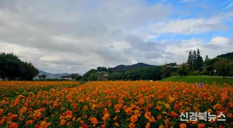 양동마을에 조성된 코스모스 꽃단지