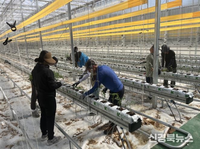 봉화군, 청년 창업농 경영실습 임대농장 실습용 토마토 정식