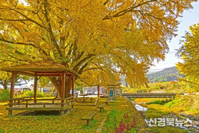 하곡리 은행나무