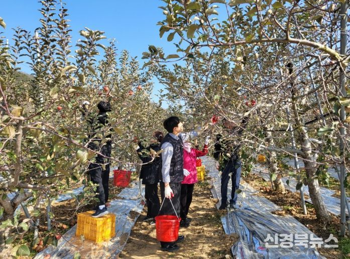 경운기 사고 농가에 마을주민과 공직자가 손잡고 사과 수확 지원