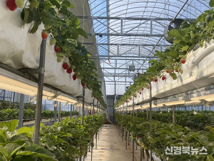 구미시, LED 보광으로 딸기 다단재배 생산성 향상