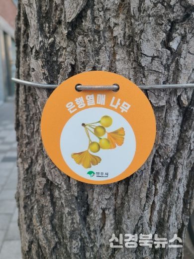 은행나무 관리를 위한 ‘열매 표찰’ 설치 모습