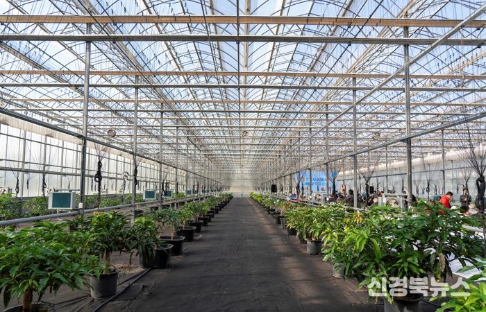 영천 아열대 스마트팜단지, 미래농업 거점으로 본격 가동