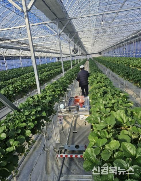 예천군, 딸기 농가에 ‘스마트팜 작업자 추종 운반 로봇’ 도입