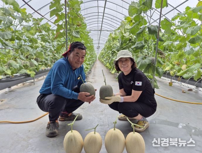 ‘하미과 멜론, 구미 농업의 전략작목으로 안착