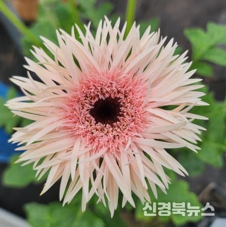 기후변화 적응형 화훼류 신품종 개발