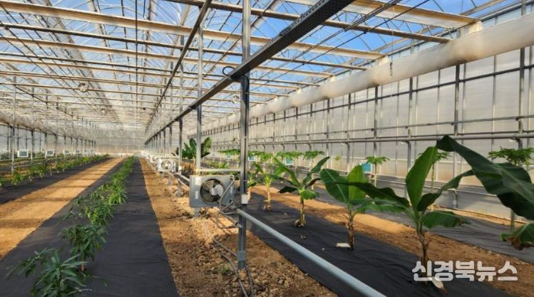 영천시 아열대 스마트팜단지 내 재배실증 중인 애플망고, 바나나, 파파야