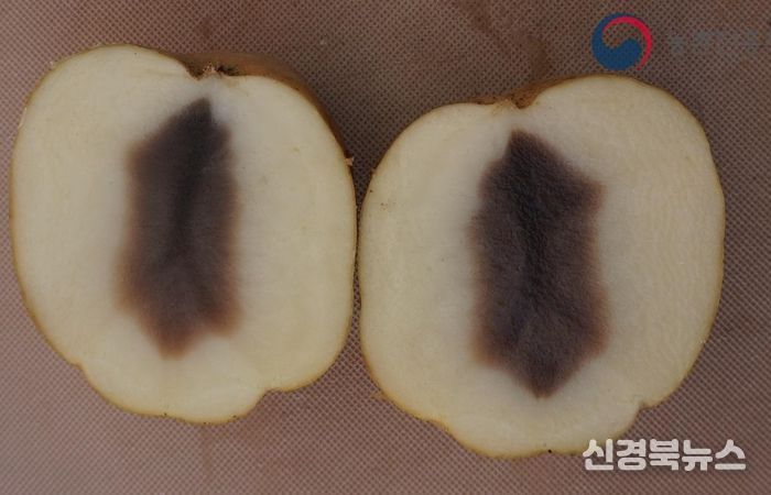 안동시, 씨감자 흑색심부병 관리 당부