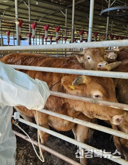구제역백신 일제접종