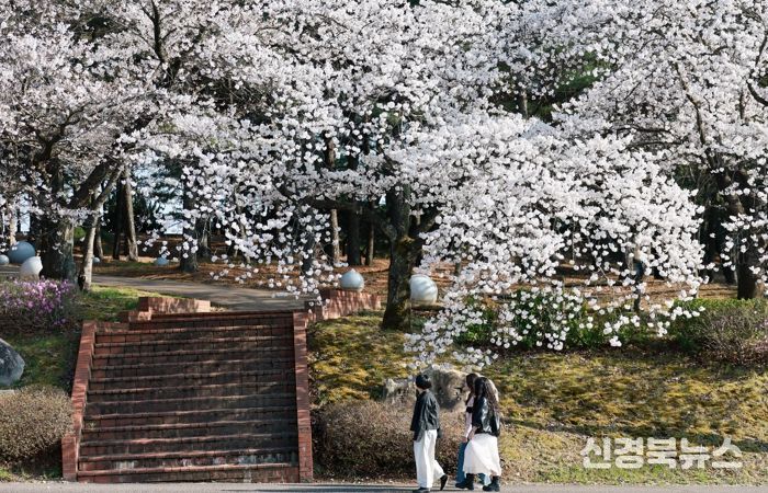 경주 물너울공원 일대에서 시민과 관광객들이 만개한 벚꽃 아래 봄 정취를 즐기며 사진을 촬영하고 있다.