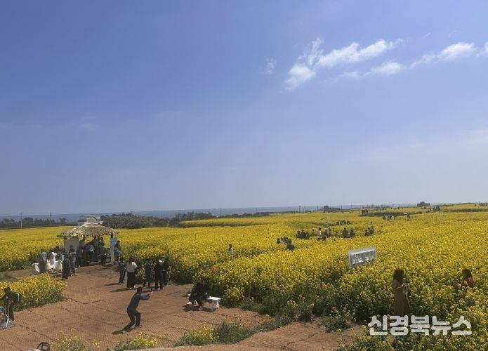 포항시 호미반도 경관단지에서 열린 ‘2026 호미반도 유채꽃 축제’가 전국 각지에서 약 15만 명의 방문객을 끌어모으며 성황리에 마무리됐다.