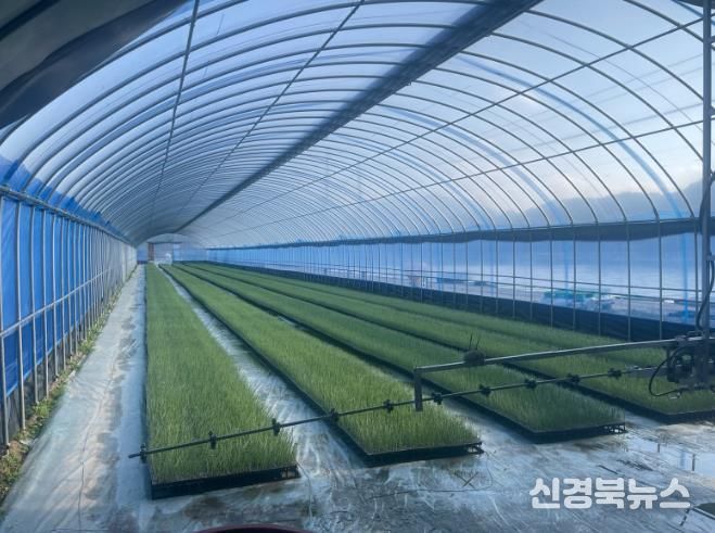 김천시, 기후 위기 뚫은 ‘스마트 공정 육묘’ 양파 생육 격차로 증명