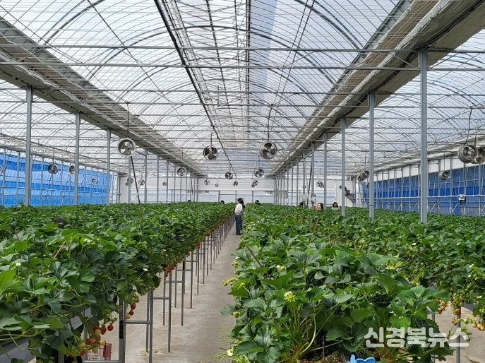 딸기 수확ㆍ케이크 만들기 체험