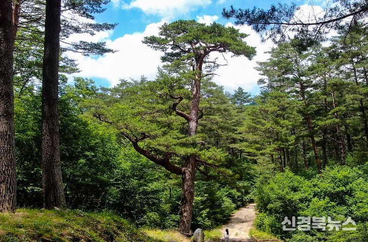 봉화·울진 체류형 트레킹 여행